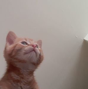 Meet your Posher, Lorelei